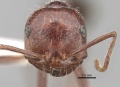 Ocymyrmex nitidulus