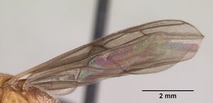 Odontomachus coquereli casent0063858 profile 2.jpg