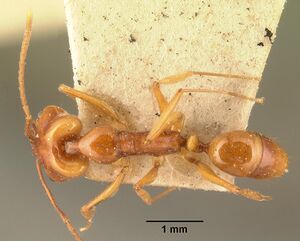 Anochetus madagascarensis casent0101579 dorsal 1.jpg