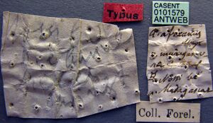 Anochetus madagascarensis casent0101579 label 1.jpg