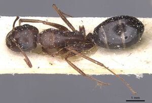 Camponotus alii casent0911897 d 1 high.jpg