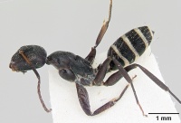 Camponotus peleliuensis casent0173098 profile 1.jpg