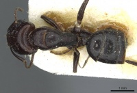 Camponotus prosulcatus rmcaent000017817 d 1 high.jpg