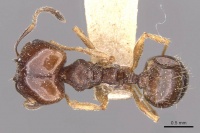 Pheidole semilaevis casent0908202 d 1 high.jpg