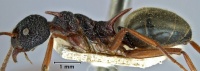 Dolichoderus dentatus side view