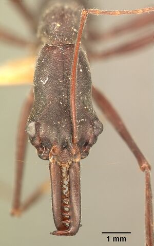 Odontomachus coquereli casent0101014 head 1.jpg