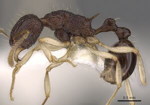 Tetramorium metactum casent0901193 p 1 high.jpg