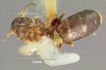 Camponotus-rothneyiQD2.5.jpg