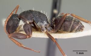Camponotus auropubens aldabrensis casent0104617 profile 1.jpg