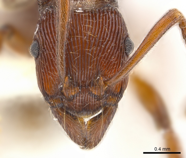 File:Gnamptogenys extra H casent0179995.jpg