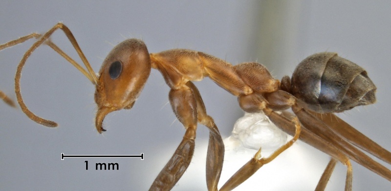 File:Iridomyrmex elongatus ANIC32-032498 side 20-Antwiki.jpg