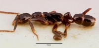 Leptogenys crassinoda sam-ent-0011532 profile 1.jpg