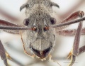 Polyrhachis sexspinosa head-Antwiki.jpg