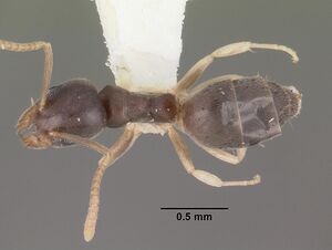 Technomyrmex pallipes casent0102321 dorsal 1.jpg