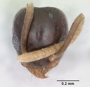 Technomyrmex pallipes casent0172798 head 1.jpg