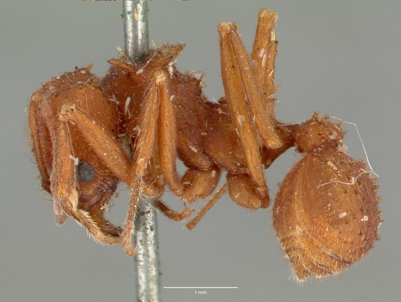 File:Acromyrmex versicolor castype00618 profile 1.jpg