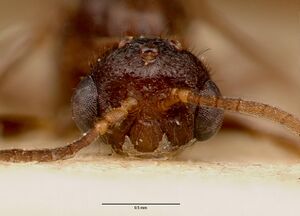 Centromyrmex sellaris sam-ent-0011511b head 1.jpg