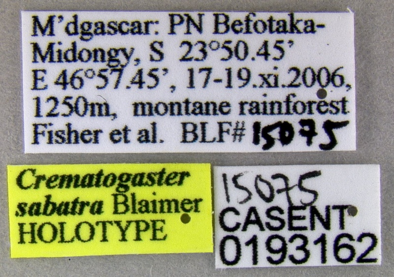 File:Crematogaster sabatra casent0193162 l 1 high.jpg