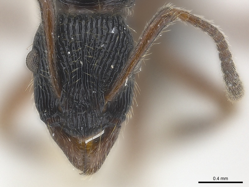 File:Gnamptogenys nigrivitrea H casent0179962.jpg