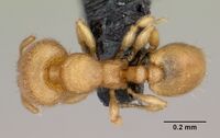 Carebara creolei Holotype worker casent0060366 d.jpg