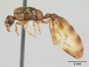 Dolopomyrmex pilatus casent0178568 profile 1.jpg