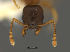 Leptothorax-retractus-MCZ001H.jpg