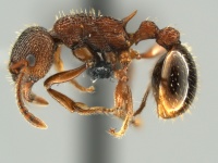 Myrmica-americana-MCZ001L.jpg