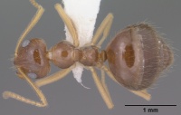 Prenolepis imparis casent0102823 dorsal 1.jpg