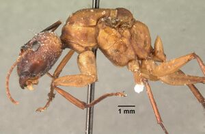 Camponotus maculatus casent0101879 profile 1.jpg