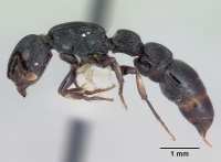 Cylindromyrmex whymperi casent0006105 profile 1.jpg