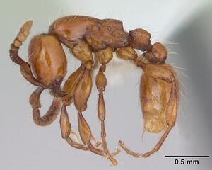 Neivamyrmex diversinodis casent0173523 profile 1.jpg