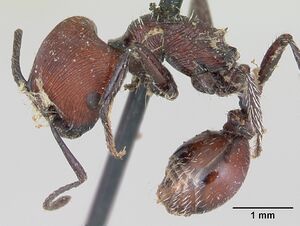 Pogonomyrmex rastratus casent0173353 profile 1.jpg