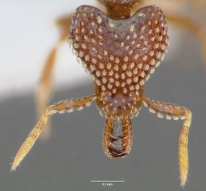 Strumigenys ultromalyx casent0005659 head 1.jpg