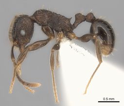 Tetramorium frenchi casent0100796 p 1 high.jpg