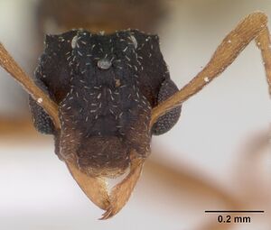 Cyphomyrmex rimosus casent0173244 head 1.jpg