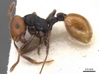 Monomorium flavonigrum casent0902311 p 1 high.jpg