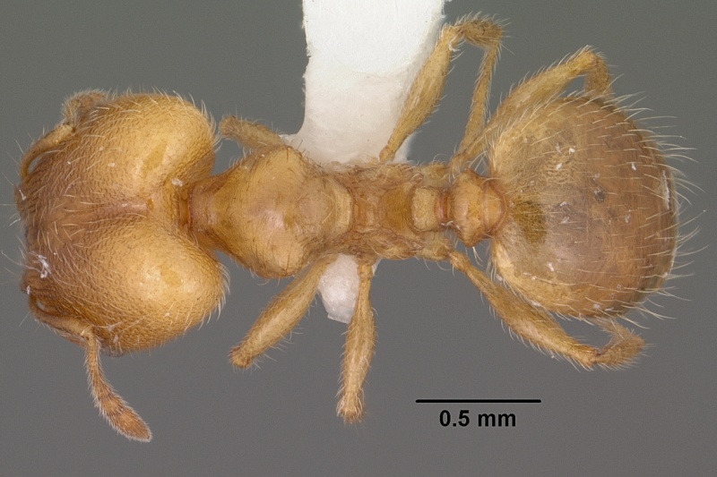 File:Pheidole bicarinata casent0102868 dorsal 1.jpg