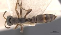 Pseudomyrmex longior casent0907559 d 1 high.jpg