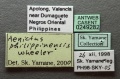 Aenictus philippinensis casent0249282 l 1 high.jpg