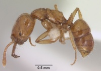 Anochetus punctaticeps sam-hym-c007206a profile 1.jpg