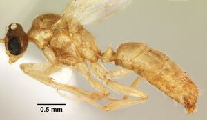 Anochetus punctaticeps sam-hym-c007206b profile 1.jpg