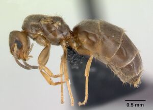 Brachymyrmex cordemoyi casent0125130 profile 1.jpg