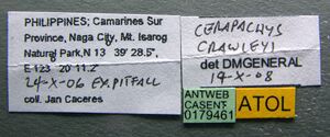 Cerapachys crawleyi casent0179461 label 1.jpg