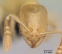 Monomorium cryptobium casent0060392 head 1.jpg