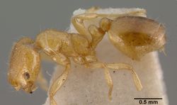 Monomorium leae casent0008621 profile 1.jpg