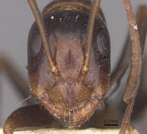 Camponotus alii casent0910104 h 1 high.jpg