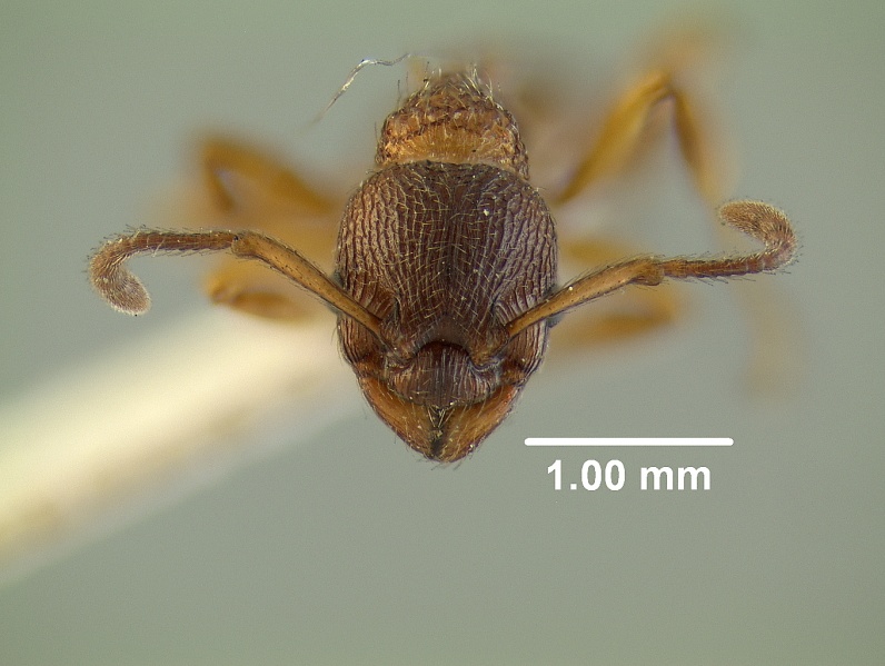 File:Myrmica brevinodis-var.-canadiensis 23148 23148 hef.jpg