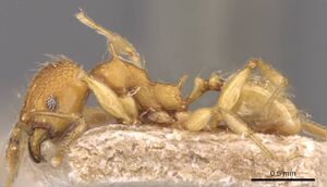 Pheidole quadrensis casent0907769 p 1 high.jpg