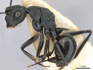 Polyrhachis derecyna casent0906576 p 1 high.jpg