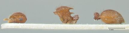 Meranoplus similis focol1935 p 1 high.jpg